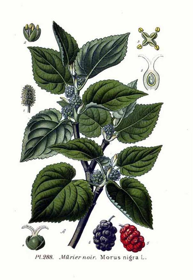 Blackberry Branch